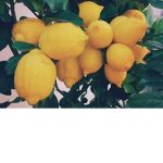Lemons group!