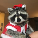Raccoons clothing inc.