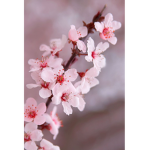 ~pinkblossoms~