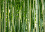 Bamboo cake