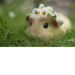 Guineapigland