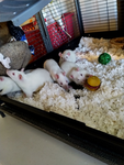 The popcorn rat army