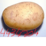 Savage Potato Gymnastics