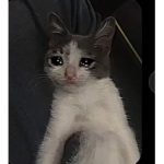 Emo el gato