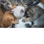 katte group