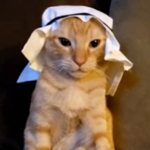 Friendly Cat Clothing