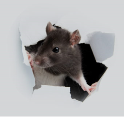 The Mighty Rat Shrine