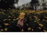 ⋆ Flowers ⋆