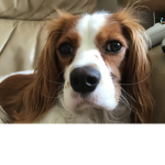 Coco Puff The Dog