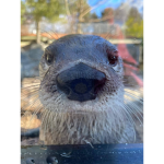 Baby Otter fans