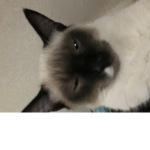 Cat life matter
