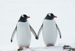Da pengu's