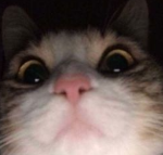 nskskwjsjjdcat