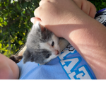 Join if you like animals and adopt me