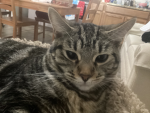 Melodys cats