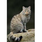 Catz Group!