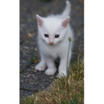 CATS are súper cute