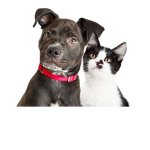 DOGS AND CATS!!!!!