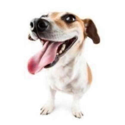 this dog (this dog) Roblox decal