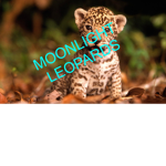 Moonlight Leopards
