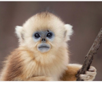 Norther monkey squad