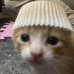 catski