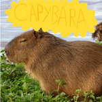 The Capybara Association