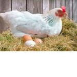 CChicken Gang