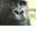 The Gorillas are all pros