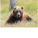 Bear Fan Club:)