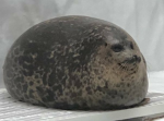 seal legeno