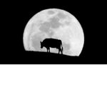 MoonlightHANGOUT