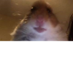Guinea pig Cult