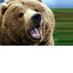 bears ######