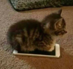 random cat related roblox group
