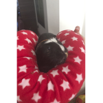 Guinea Pig Official Fan Club