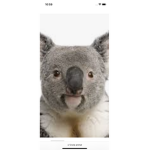 Koala Koala Koala fun
