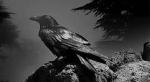 crowww