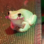 +-Froggy vibes+-