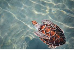 turtlez vibes