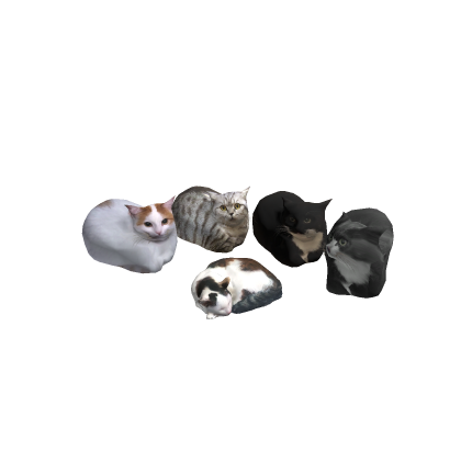 CATS MP4