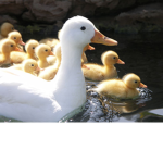 duck fam's pond
