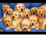 PUPPIES FOREVER AND EVER