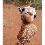 Noodle the giraffe