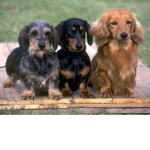 Dachshunds!!!