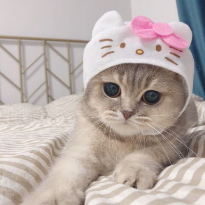 cute cat Roblox decal