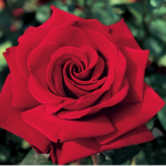 Rose are red violets are blue join my group
