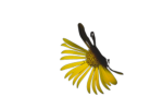 Heavenly Descent