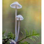 The mushroom kingdom/group