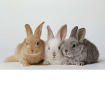 Rabbit friends games